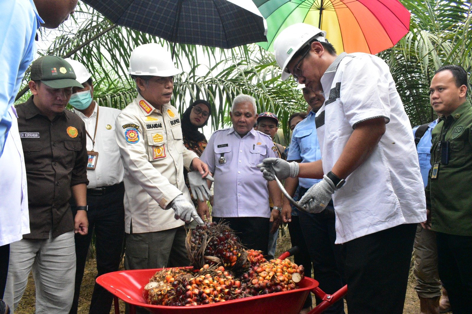 Kabupaten OKI Panen Perdana Kelapa Sawit Program PSR Kabupaten OKI Panen Perdana Kelapa Sawit Program PSR
