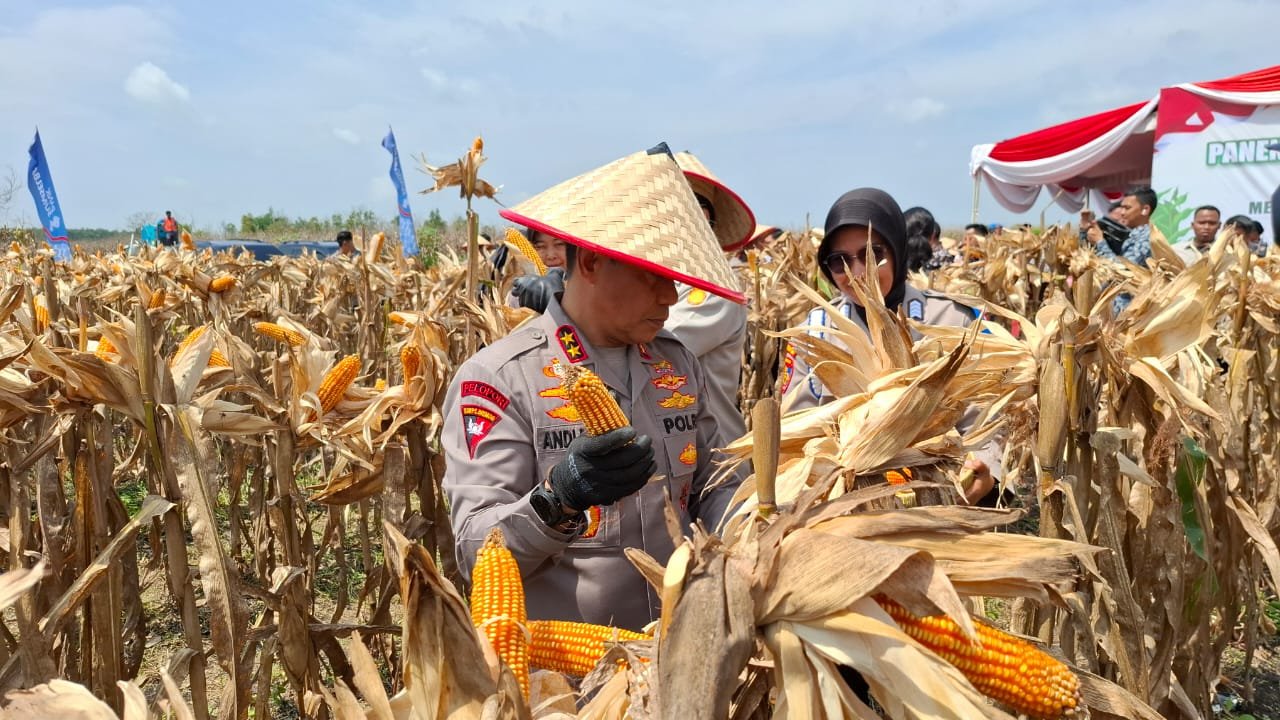 Herman Deru Sebut Produksi Jagung di Sumsel Meningkat Hampir Dua Kali Lipat, Berkat Polri Herman Deru Sebut Produksi Jagung di Sumsel Meningkat Hampir Dua Kali Lipat, Berkat Polri